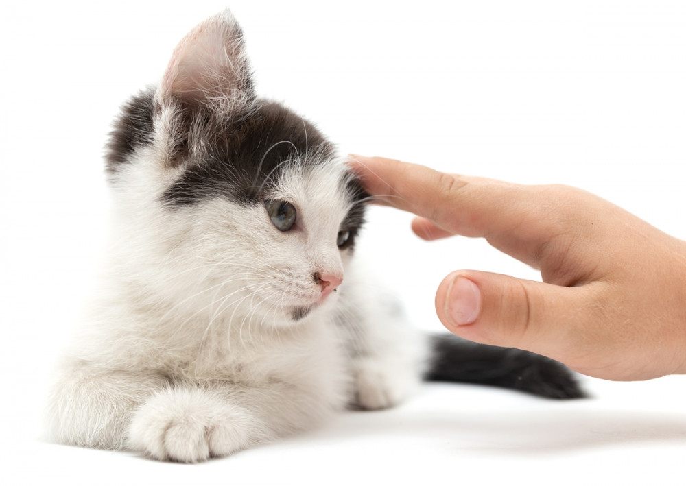 kicsi fekete-fehér cicát simogat egy kéz